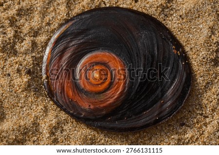 Spiral pattern of Operculum of Giant Periwinkle sea shell