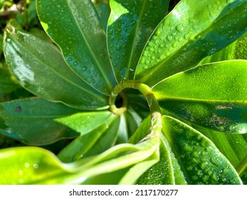 Spiral Plant In Maui, Hawaii