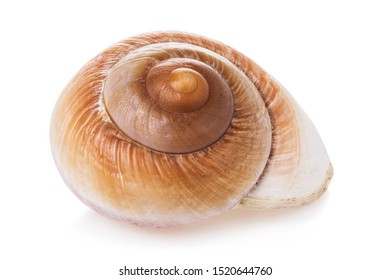 Spiral Seashell Isolated On White Background Stock Photo (Edit Now ...