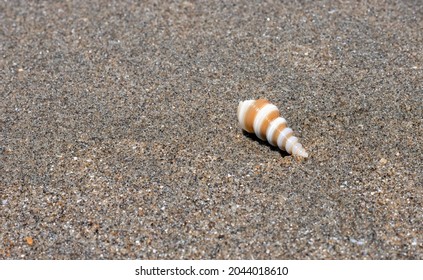 A Spiral Seashell On A Sea Beach Close Up