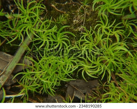 spiral shaped plant leaves on the ground. fern leaf background.