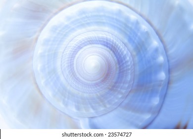Spiral Shell Abstract