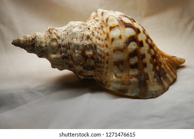 Spiral Shell Big Sea Mollusk Snail Stock Photo (Edit Now) 1271476615