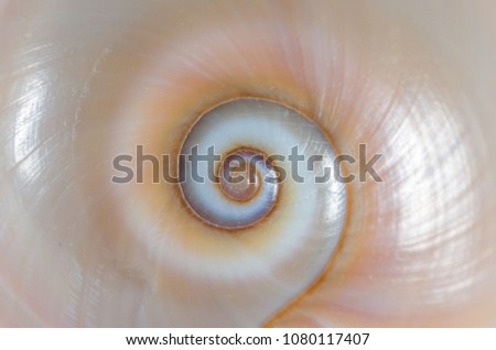 Similar – Image, Stock Photo snail shell Snail