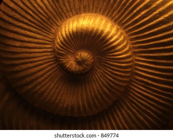 Spiral Shell Design Background
