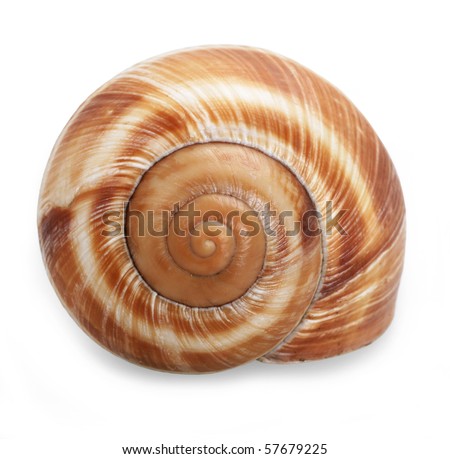 Spiral shell isolated on white