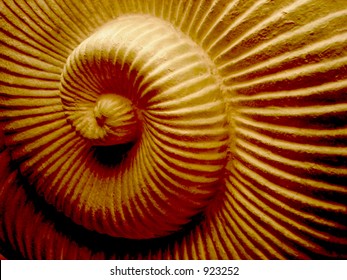 Spiral Shell Texture in Neutral