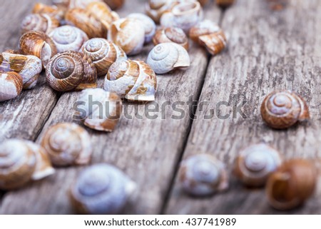 spiral shells on a wooden grunge board decorative photo