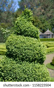 Spiral Topiary Of A Boxtree