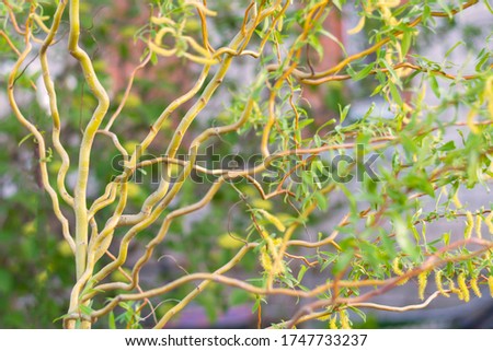 Spiral tree branches. Curly japanese willow salix erythroflexuosa close-up. Matsuda willow twisting trunk with leaves. Beautiful japanese decorative tree.