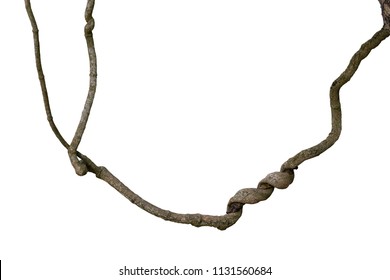 Spiral Twisted Jungle Tree Branch, Vine Liana Plant Isolated On White Background, Clipping Path Included.