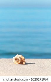 Spirally Coiled Sea Snail Shell In Sunlight On The Sand In Front Of Blue Water; Beach Holiday; Shell Of Sea Dweller; Summer Mood