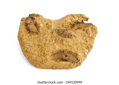 Spirifer Brachiopod Fossil