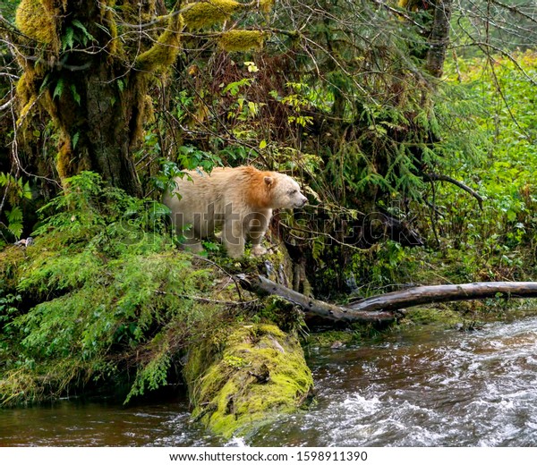 Spirit Bear Lookout - A Spirit Bear (known as\
Boss) emerges from the forest to look out over the creek for any\
salmon activity. Reordan Creek, Great Bear Rainforest, British\
Columbia, Canada.