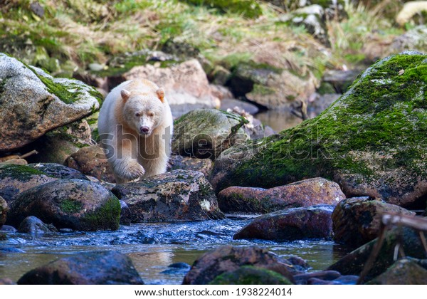 Spirit Bear searching for salmon in river,
Pacific Coast, BC, Canada, October,
7,09