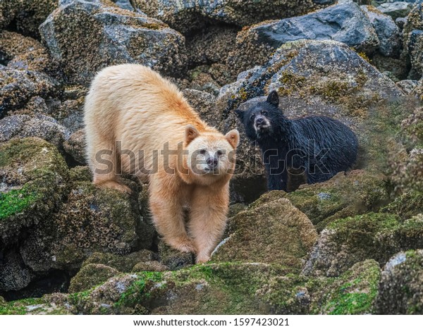 Spirit Bear Sow and Cub On Alert - Spirit Bear\
and her cub (Strawberry and Blackberry) pause from eating barnacles\
to focus on a disturbance off-shore. Great Bear Rainforest, British\
Columbia, Canada.