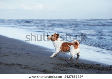  A spirited Jack Russell Terrier dashes through shallow water on a beach
