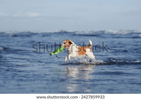  A spirited Jack Russell Terrier dashes through shallow water on a beach