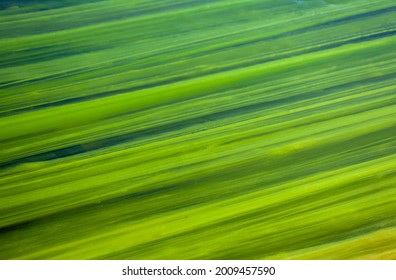 Spirogyra filamentous charophyte green alga. Common names include water silk, mermaid's tresses, and blanket weed. Strings of green algae on the surface of river water form green lines.