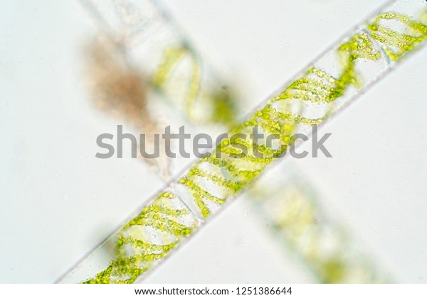 Spirogyra is a genus of filamentous\
charophyte green algae,\
Phytoplankton.