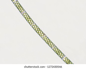 Spirogyra Sp. Algae Under Microscopic View - Chlorophyta