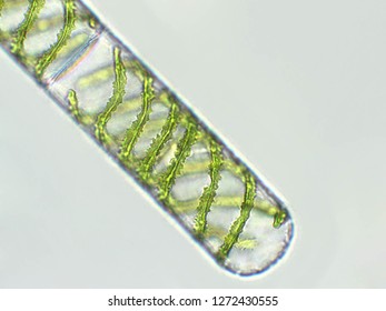 Spirogyra Sp. Algae Under Microscopic View X40 - Chlorophyta