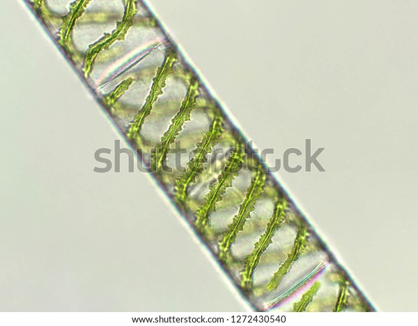 Spirogyra Sp Algae Under Microscopic View Stock Photo (Edit Now) 1272430540