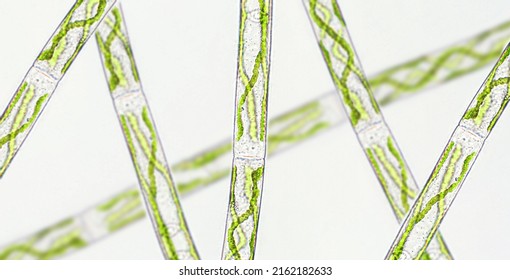 Spirogyra Sp. Green Algae Under Microscopic View X40 - Chlorophyta