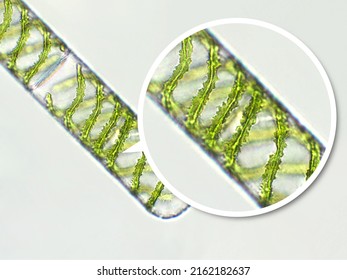 Spirogyra Sp. Green Algae Under Microscopic View X40 - Chlorophyta