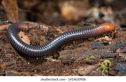 Myriapoda Images, Stock Photos & Vectors | Shutterstock