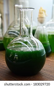 Spirulina Algae In A Round Bottom Flask