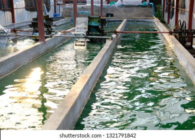 Spirulina Farm. Algae Farming For Dietary Supplement Production