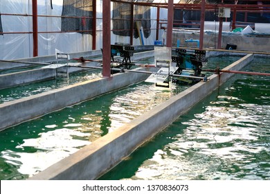 Spirulina Farm. Algae Farming For Dietary Supplement Production