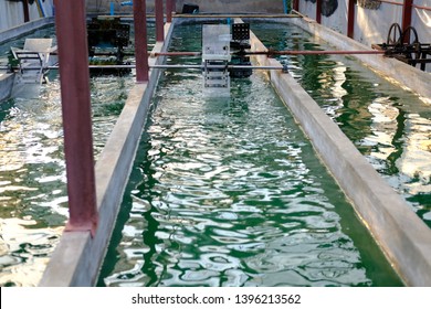 Spirulina Farm. Algae Farming For Dietary Supplement Production