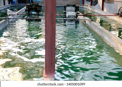 Spirulina Farm. Algae Farming For Dietary Supplement Production