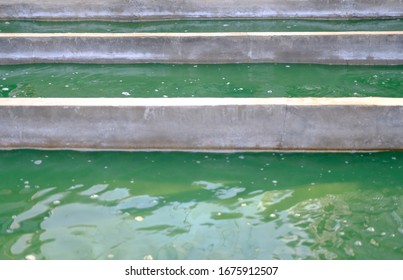 Spirulina Farm. Algae Farming For Dietary Supplement Production