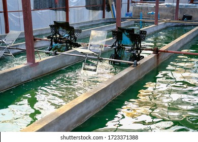 Spirulina Farm. Algae Farming For Dietary Supplement Production