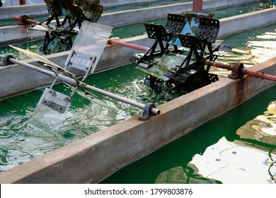 Spirulina Farm. Algae Farming For Dietary Supplement Production