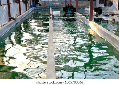 Spirulina Farm. Algae Farming For Dietary Supplement Production