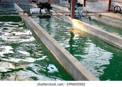 Spirulina Farm. Algae Farming For Dietary Supplement Production