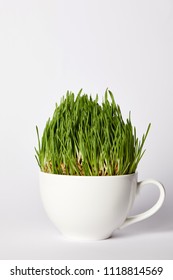 Spirulina Grass In Cup Isolated On Grey Background 