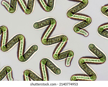 Spirulina sp. algae under microscopic view x40, cyanobacteria that can be consumed by humans and animals, cultivated worldwide, dietary supplement or whole food
