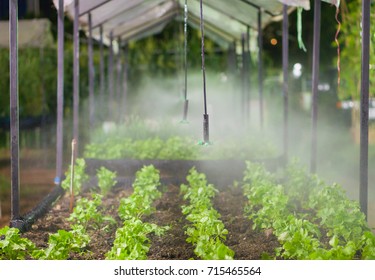 Spit Water Spray System In Organic Vegetables Hydroponics Farm