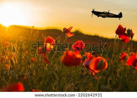 Spitfire Plane flying over a field of poppies at sunset for Remembrance Sunday 