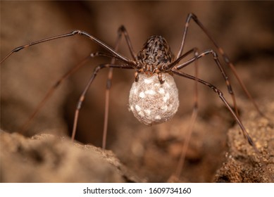 1,172 Spider egg sacs Images, Stock Photos & Vectors | Shutterstock