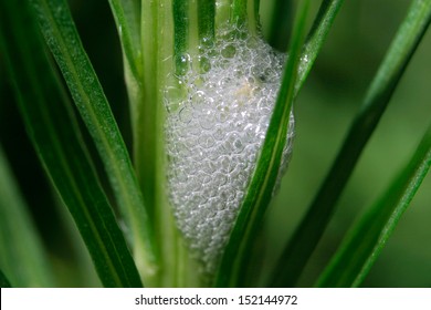 A Spittlebug Mass Or Nest, For The Laying Of Spittlebug Eggs, Prosapia, Family Aphrophoridae, Order Homoptera