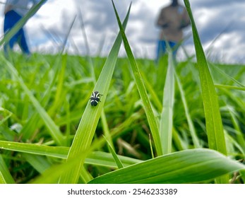 Spittlebugs leafhopper attacking intensive grass system beef cattle pasture, tropical climate, grassland