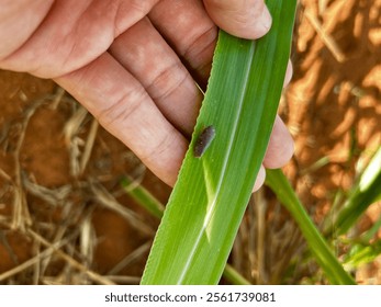 Spittlebugs leafhopper attacking intensive grass system beef cattle pasture, tropical climate, grassland