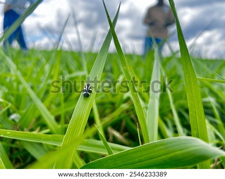 Spittlebugs leafhopper attacking intensive grass system beef cattle pasture, tropical climate, grassland