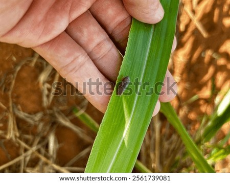 Spittlebugs leafhopper attacking intensive grass system beef cattle pasture, tropical climate, grassland